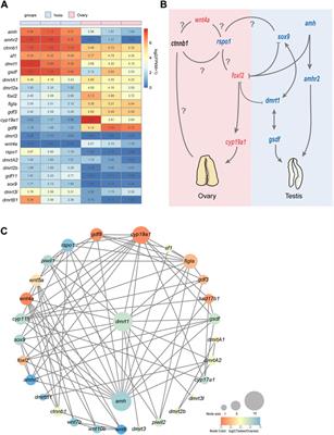 Gonadal transcriptome sequencing reveals sexual dimorphism in expression profiling of sex-related genes in Asian arowana (Scleropages formosus)